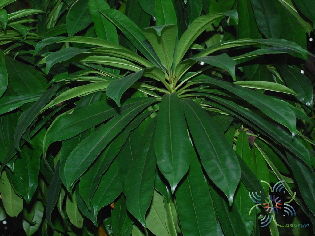 ตีนเป็ดทะเล Cerbera odollam Gaertn.
