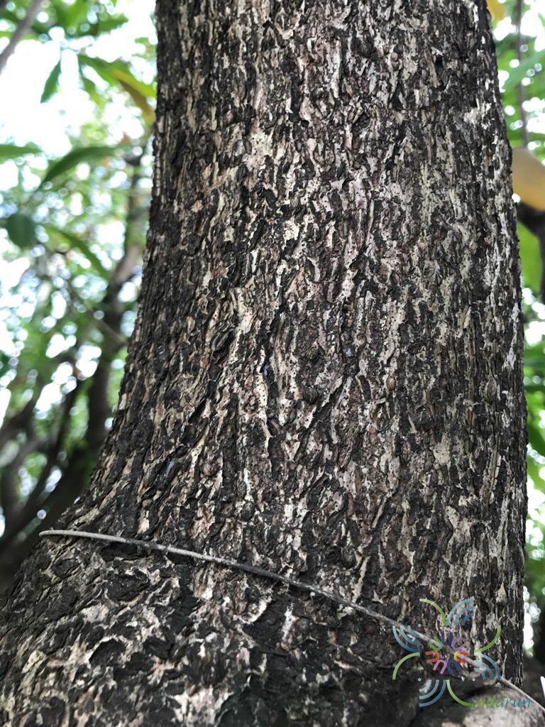 ตีนเป็ดทะเล Cerbera odollam Gaertn.