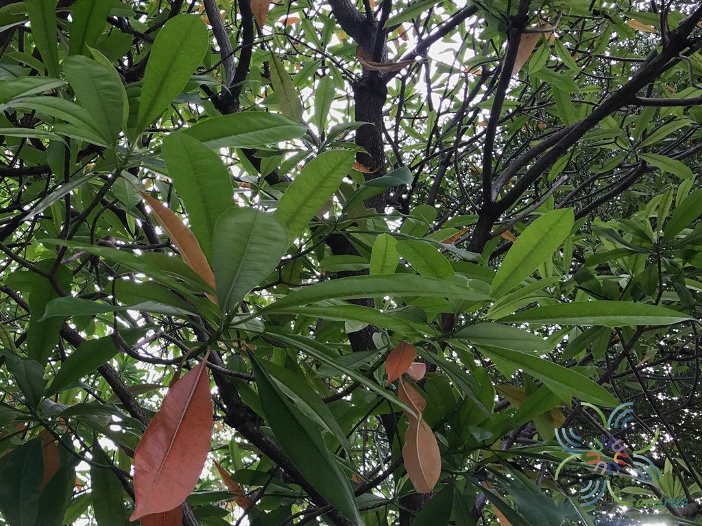 ตีนเป็ดทะเล Cerbera odollam Gaertn.