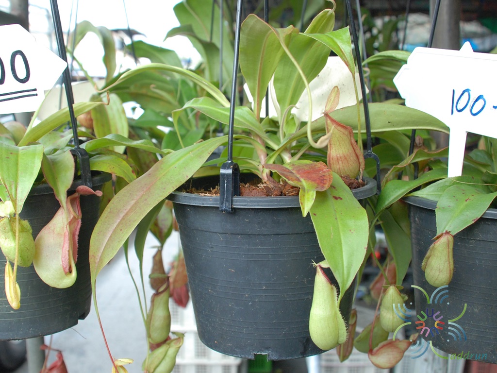 หม้อข้าวหม้อแกงลิง “มิราบิลิส” Nepenthes ampullaria Jack