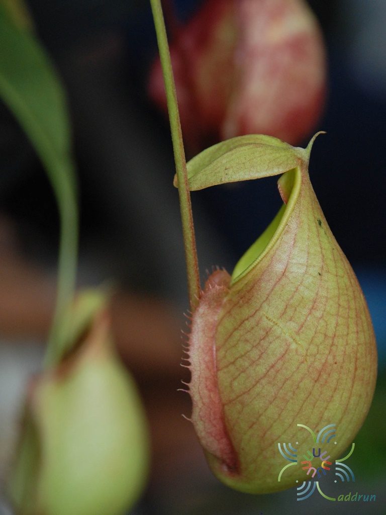 หม้อข้าวหม้อแกงลิง “มิราบิลิส” Nepenthes ampullaria Jack
