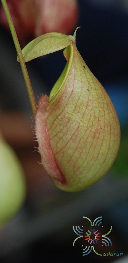 หม้อข้าวหม้อแกงลิง “มิราบิลิส” Nepenthes ampullaria Jack