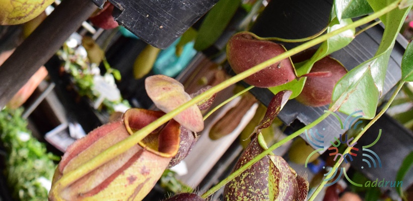 หม้อข้าวหม้อแกงลิง Nepenthes bicalcarata Hook.f.