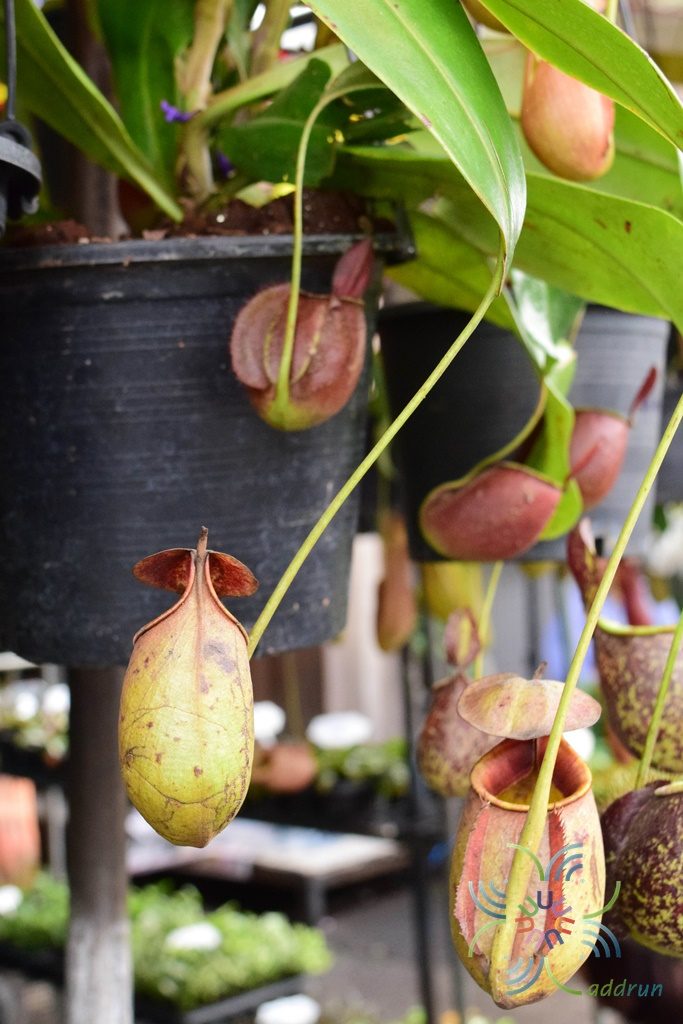 หม้อข้าวหม้อแกงลิง Nepenthes bicalcarata Hook.f.