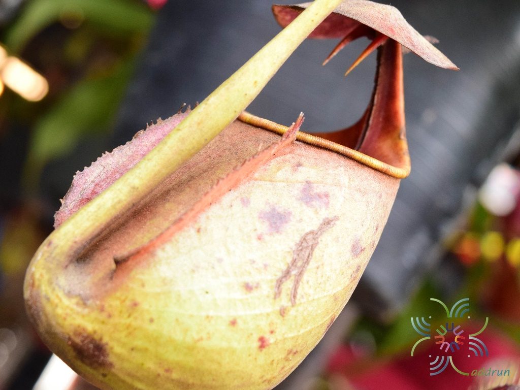 หม้อข้าวหม้อแกงลิง Nepenthes bicalcarata Hook.f.