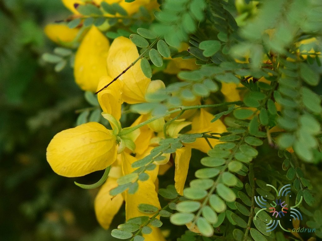 เหลืองออสเตรเลีย Senna pallida (Vahl) H.S.Irwin & Barneby