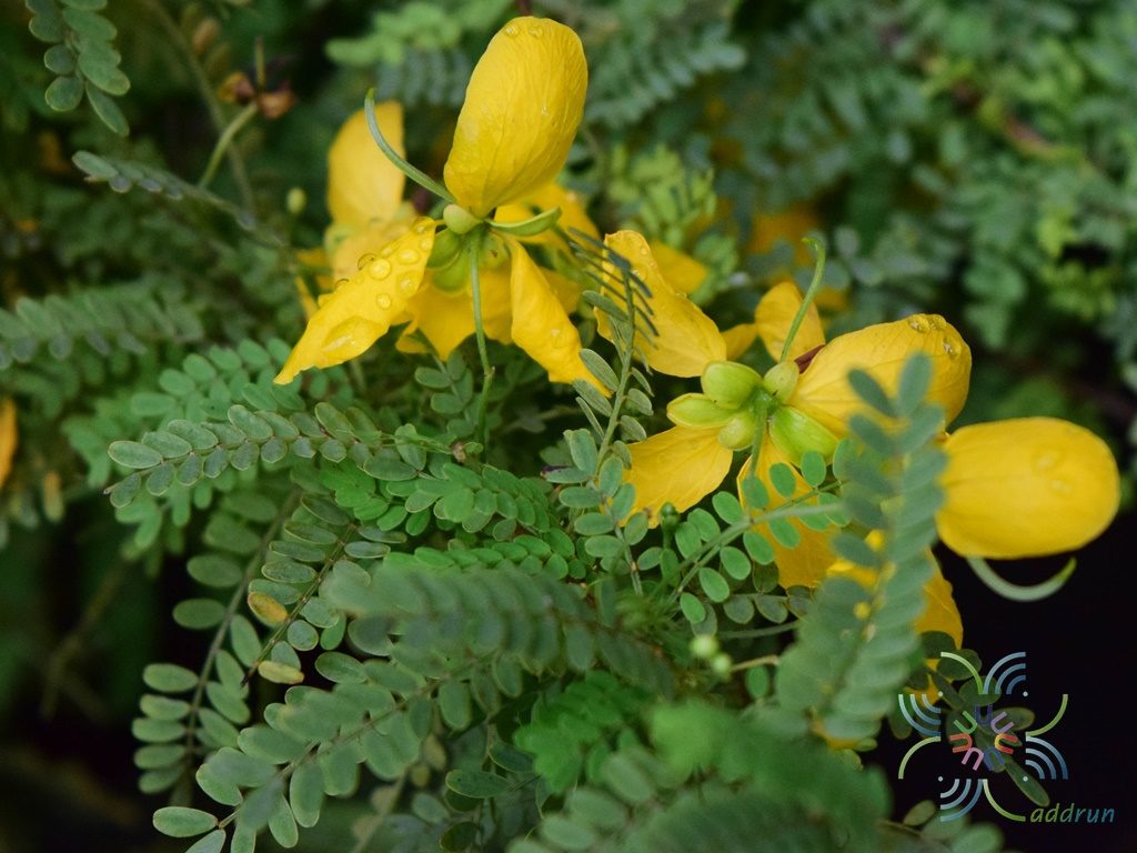 เหลืองออสเตรเลีย Senna pallida (Vahl) H.S.Irwin & Barneby