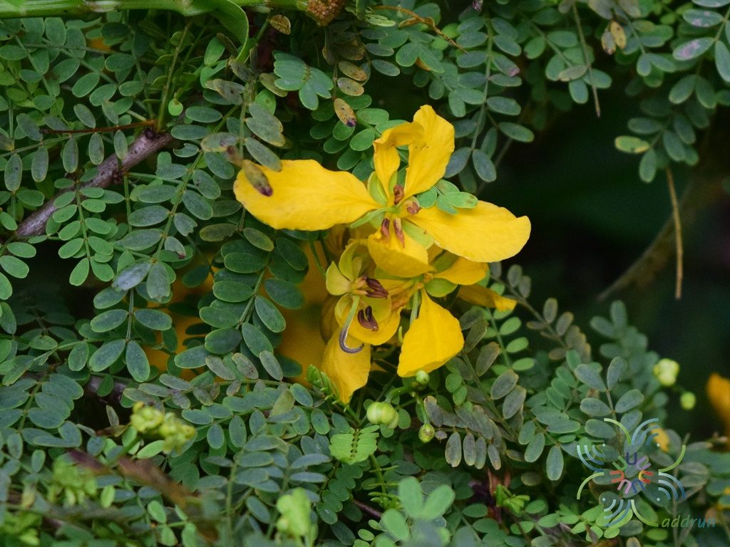 เหลืองออสเตรเลีย Senna pallida (Vahl) H.S.Irwin & Barneby
