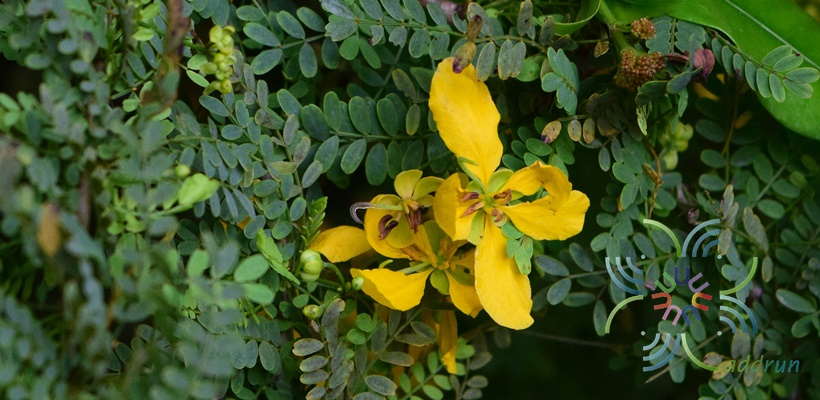 เหลืองออสเตรเลีย Senna pallida (Vahl) H.S.Irwin & Barneby