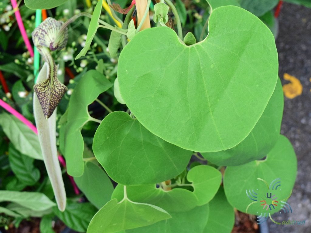 ไก่ฟ้าพญาลอ Aristolochia ringens Vahl