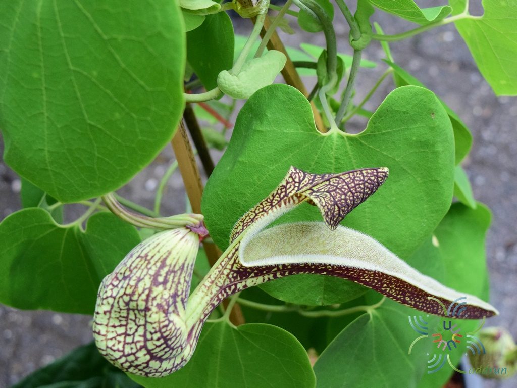 ไก่ฟ้าพญาลอ Aristolochia ringens Vahl