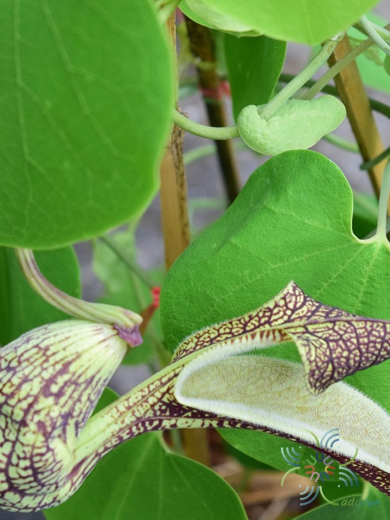ไก่ฟ้าพญาลอ Aristolochia ringens Vahl