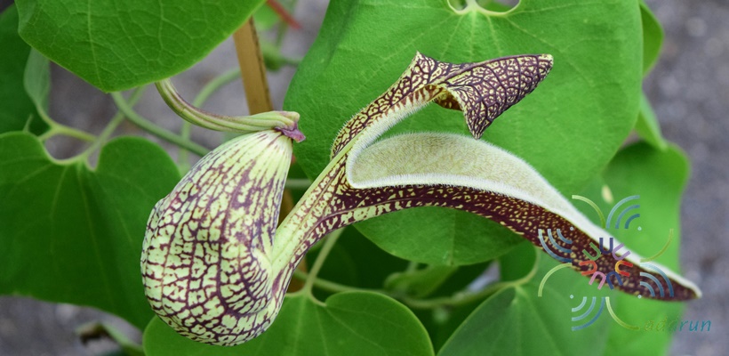 ไก่ฟ้าพญาลอ Aristolochia ringens Vahl