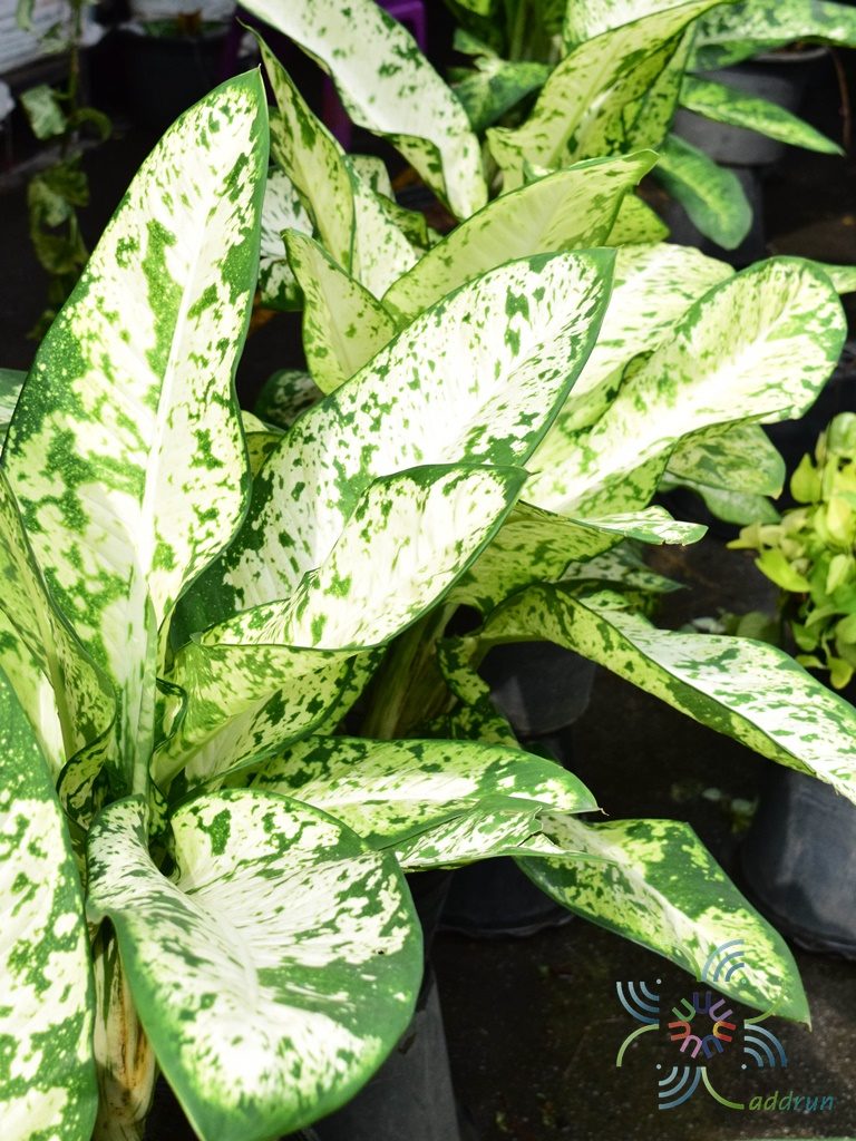 เศรษฐีเรือนทอง Dieffenbachia sp.