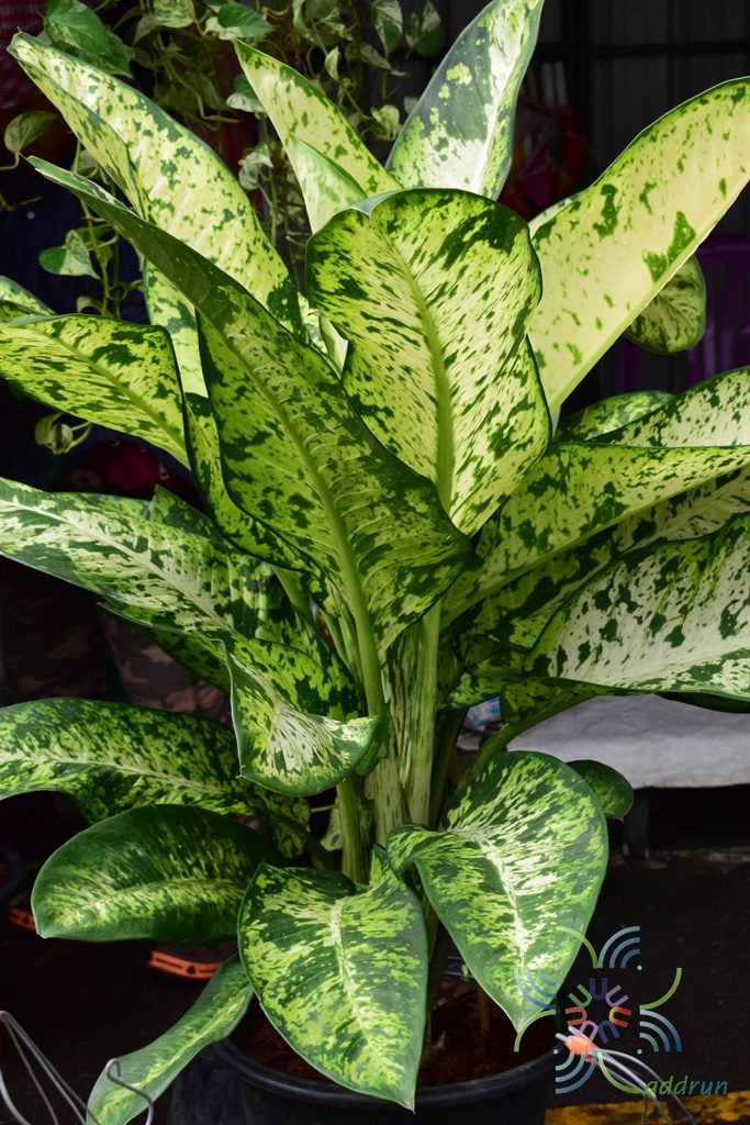 เศรษฐีเรือนทอง Dieffenbachia sp.