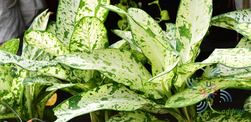เศรษฐีเรือนทอง Dieffenbachia sp.