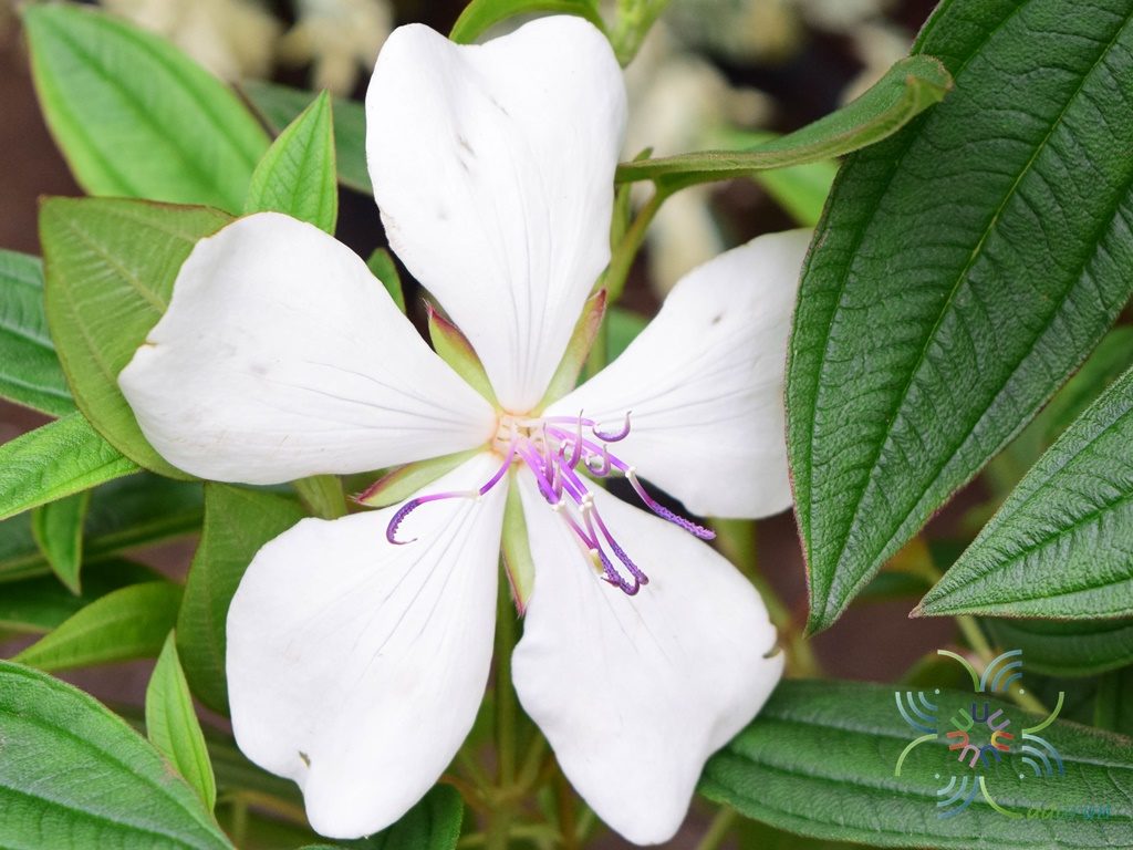โคลงเคลงขาว Melastoma malabathricum L.