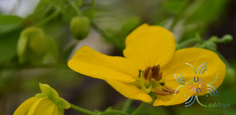 ทรงบาดาล Senna surattensis (Burm.f.) H.S.Irwin & Barneby
