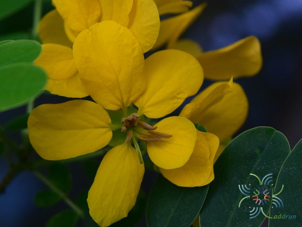 ทรงบาดาล Senna surattensis (Burm.f.) H.S.Irwin & Barneby