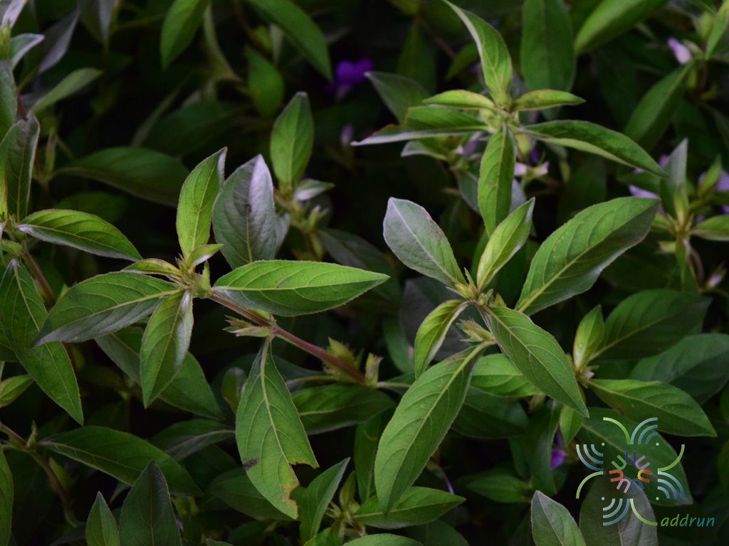 อังกาบ Barleria cristata L.