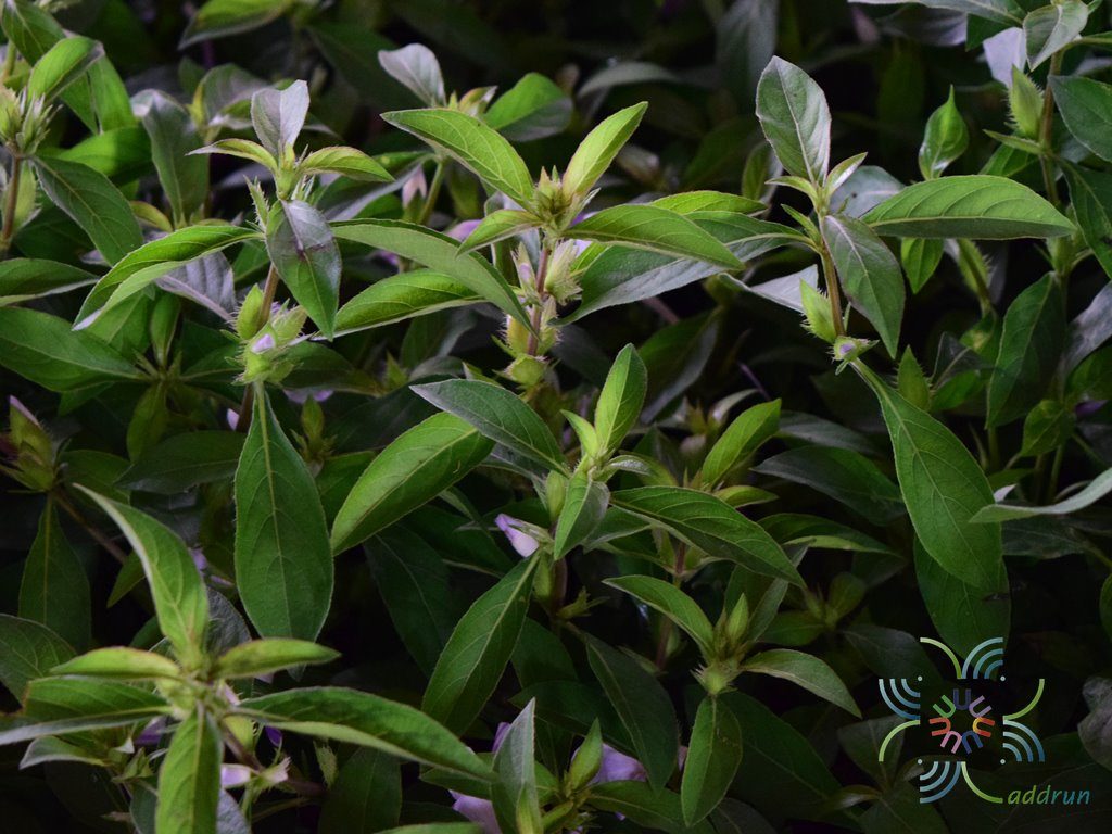 อังกาบ Barleria cristata L.