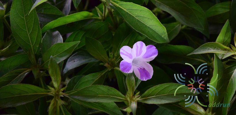 อังกาบ Barleria cristata L.