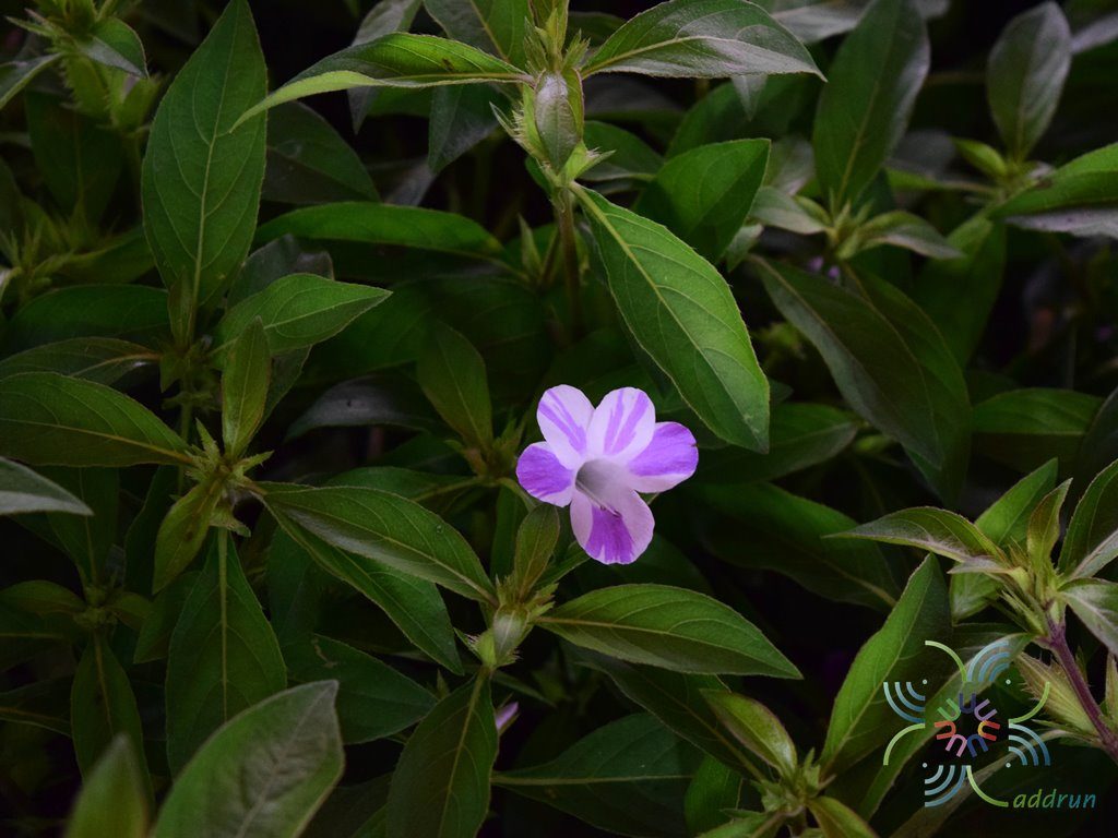 อังกาบ Barleria cristata L.