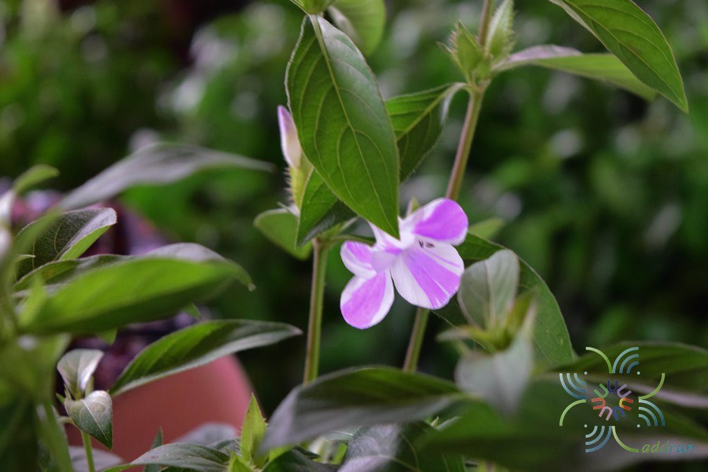 อังกาบ Barleria cristata L.