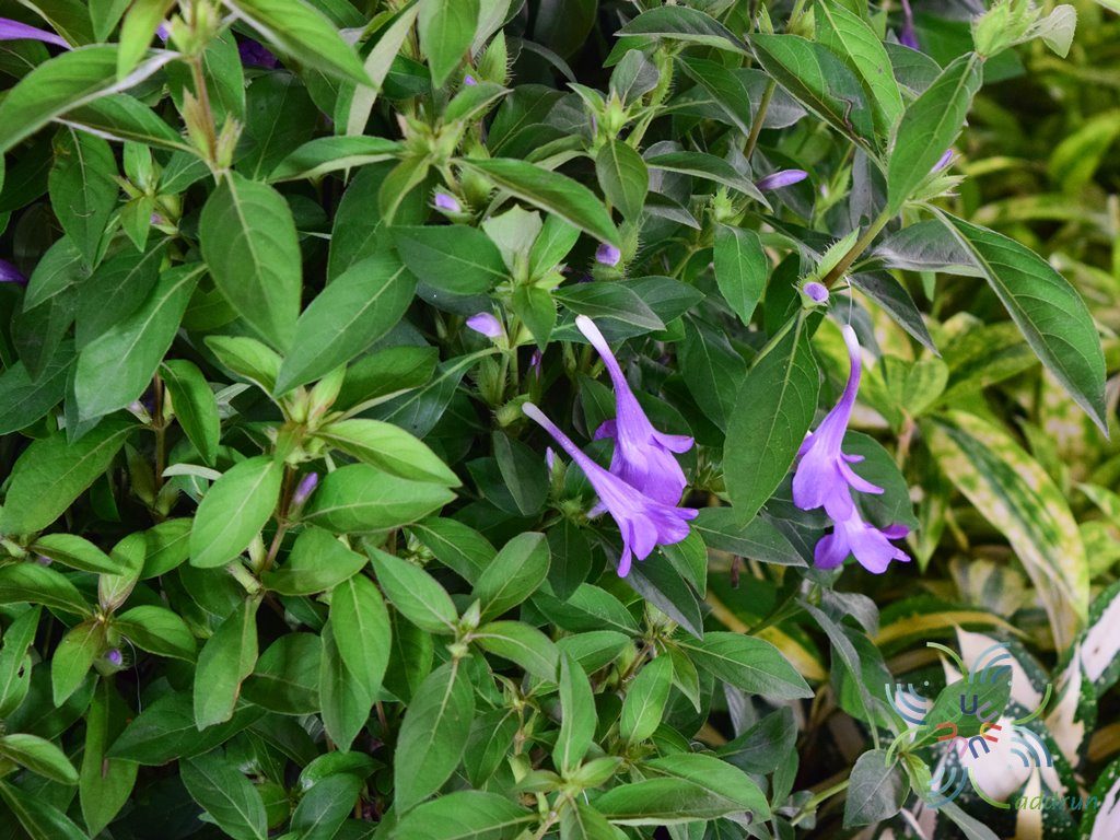 อังกาบ Barleria cristata L.
