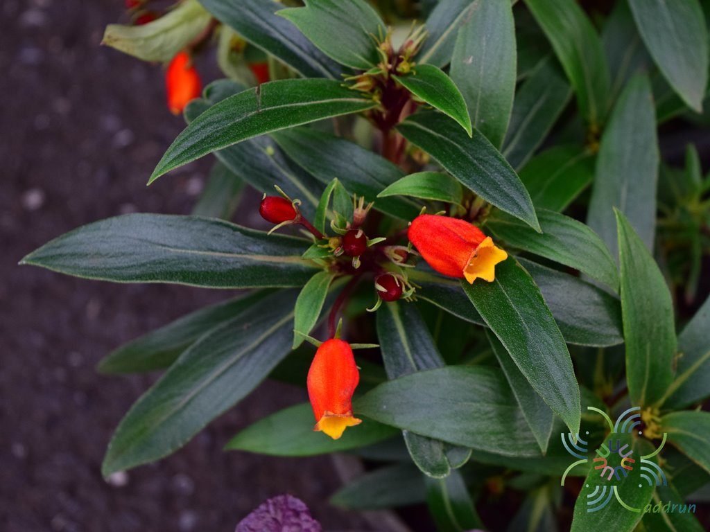 อั่งเปา Seemannia sylvatica (Kunth) Baill.