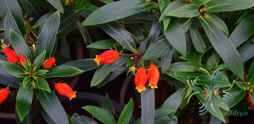 อั่งเปา Seemannia sylvatica (Kunth) Baill.