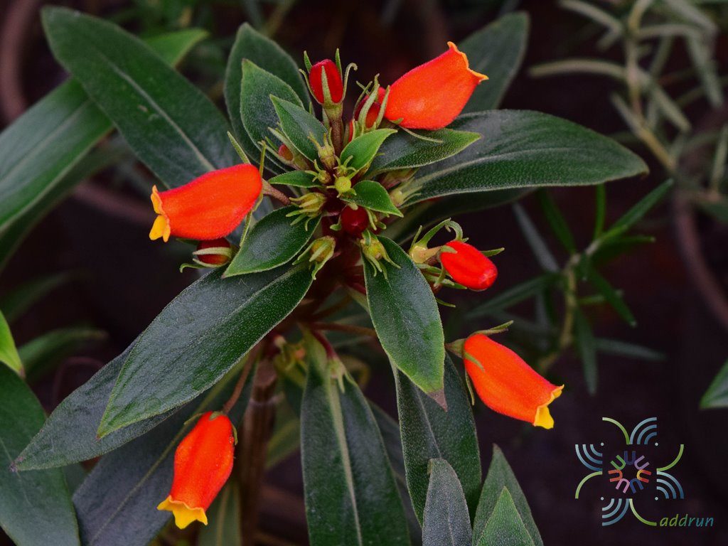 อั่งเปา Seemannia sylvatica (Kunth) Baill.