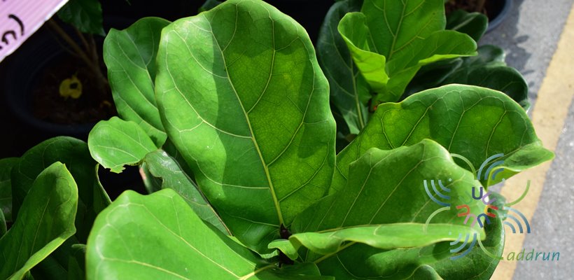 ไทรใบสัก Ficus lyrata Warb.