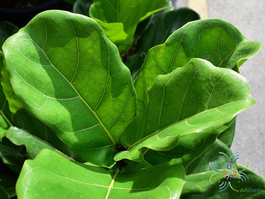 ไทรใบสัก Ficus lyrata Warb.