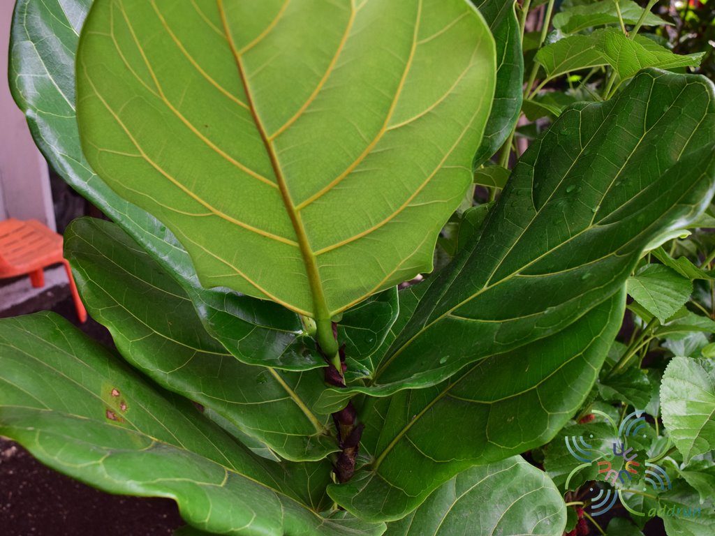 ไทรใบสัก Ficus lyrata Warb.