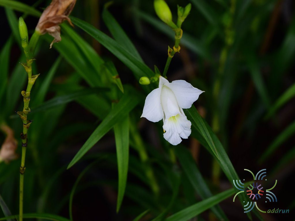 เอื้องใบไผ่ ดอกขาว Arundina graminifolia (D.Don) Hochr.