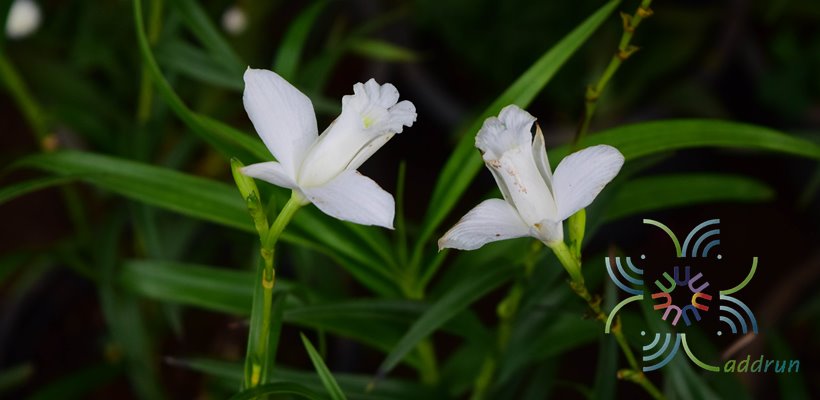 เอื้องใบไผ่ ดอกขาว Arundina graminifolia (D.Don) Hochr.