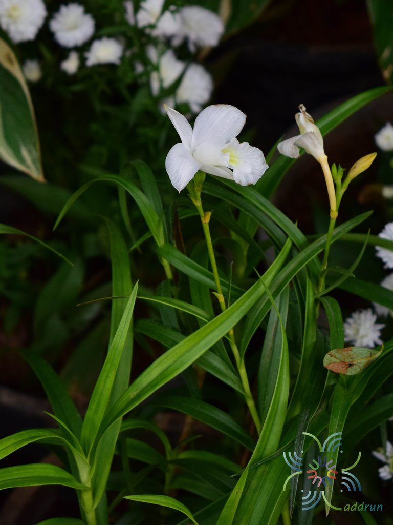 เอื้องใบไผ่ ดอกขาว Arundina graminifolia (D.Don) Hochr.