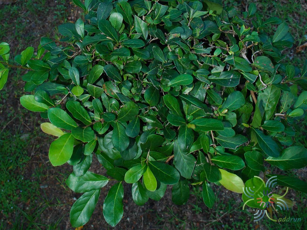 ตะโกนา Diospyros rhodocalyx Kurz