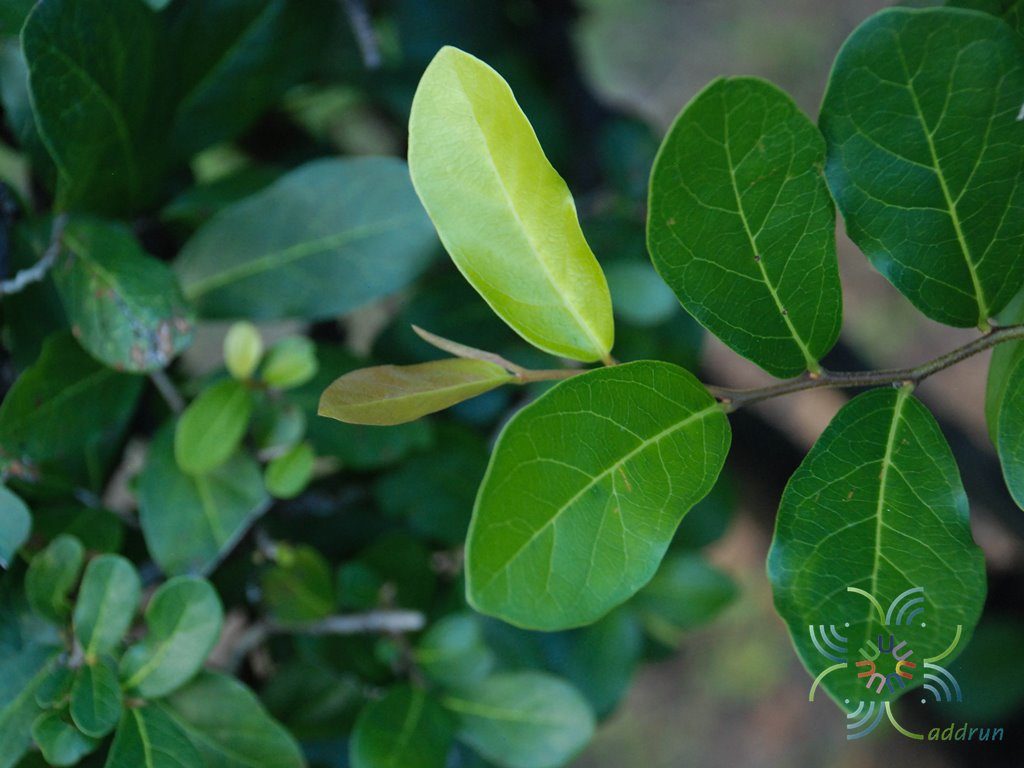 ตะโกนา Diospyros rhodocalyx Kurz