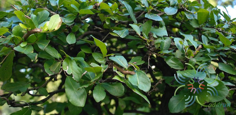 ตะโกนา Diospyros rhodocalyx Kurz