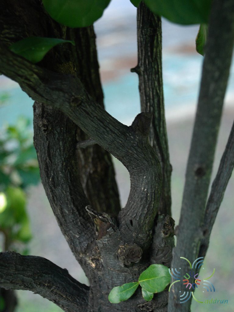 ตะโกนา Diospyros rhodocalyx Kurz