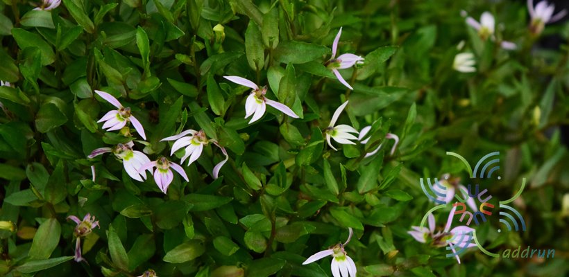 พระจันทร์ครึ่งซีก Lobelia chinensis Lour.