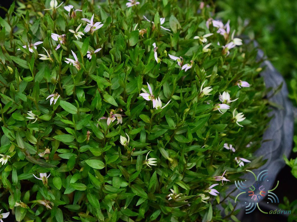พระจันทร์ครึ่งซีก Lobelia chinensis Lour.