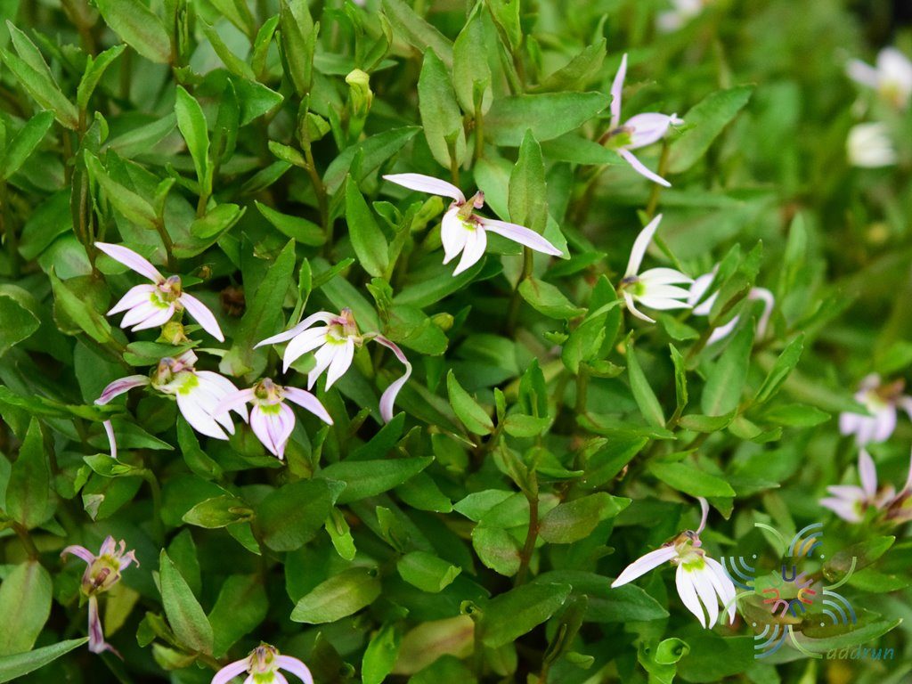 พระจันทร์ครึ่งซีก Lobelia chinensis Lour.