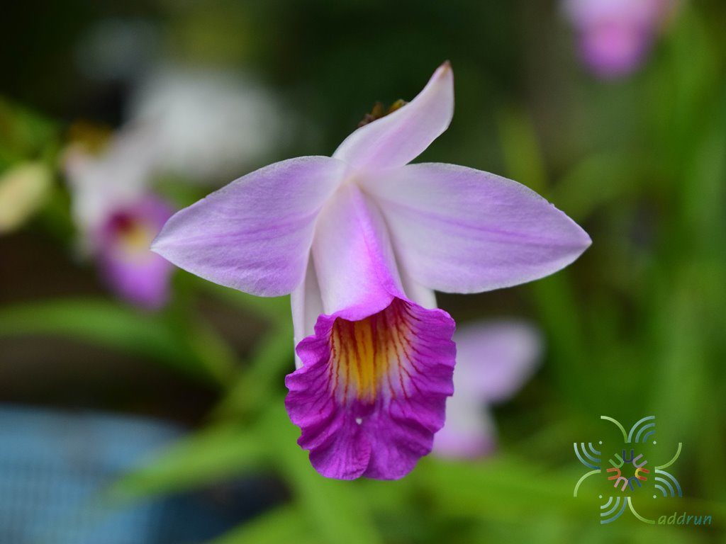 เอื้องใบไผ่ ดอกชมพู Arundina graminifolia (D.Don) Hochr.