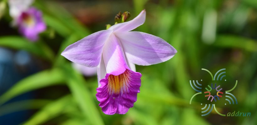 เอื้องใบไผ่ ดอกชมพู Arundina graminifolia (D.Don) Hochr.
