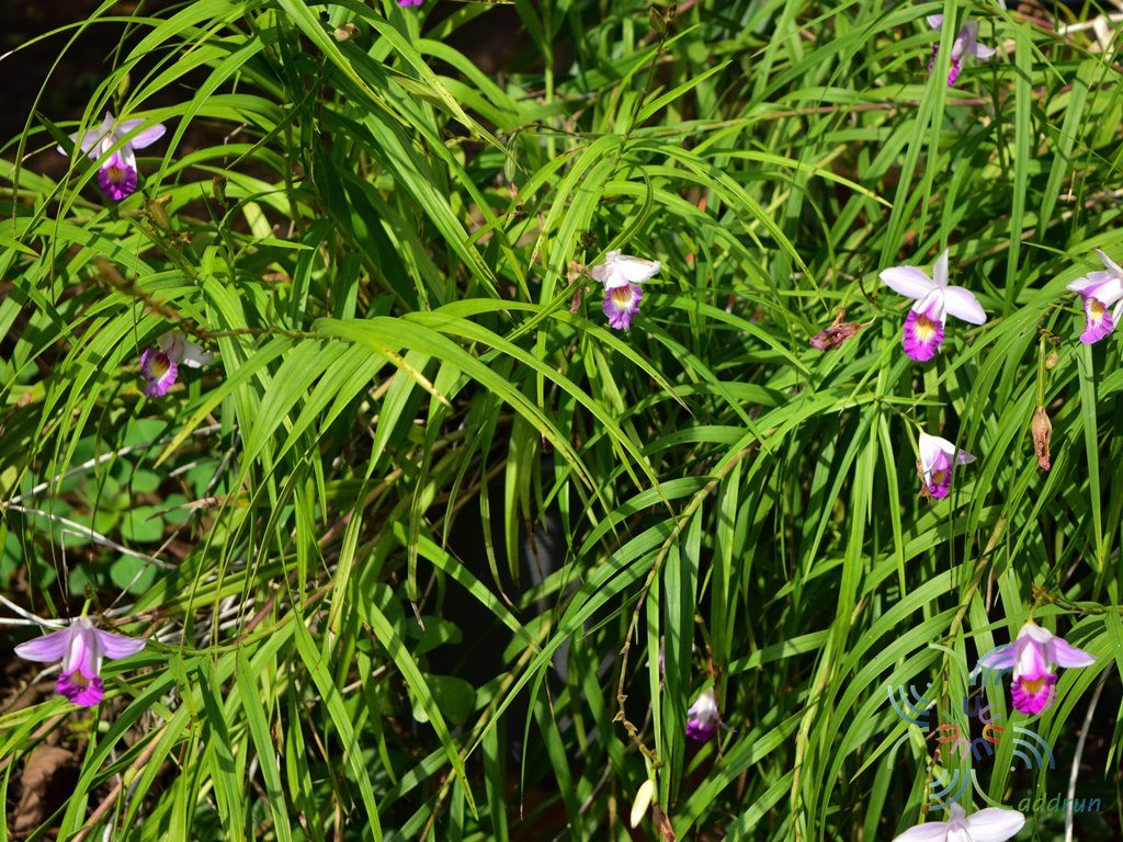 เอื้องใบไผ่ ดอกชมพู Arundina graminifolia (D.Don) Hochr.