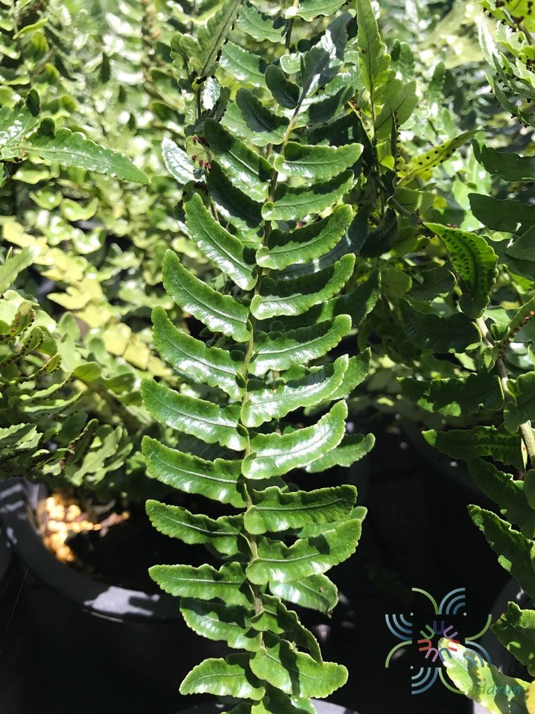 เฟินปีกแมลงทับ Cyclopeltis sp.
