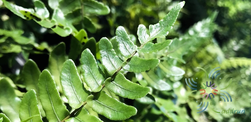เฟินปีกแมลงทับ Cyclopeltis sp.